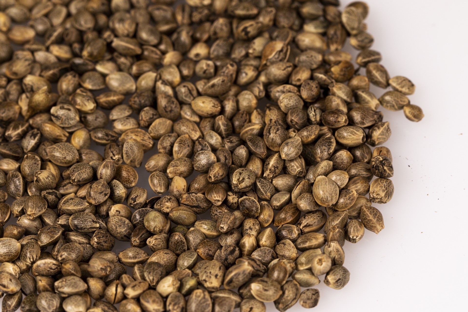 kender-vetomagok-omlesztve-felulnezet