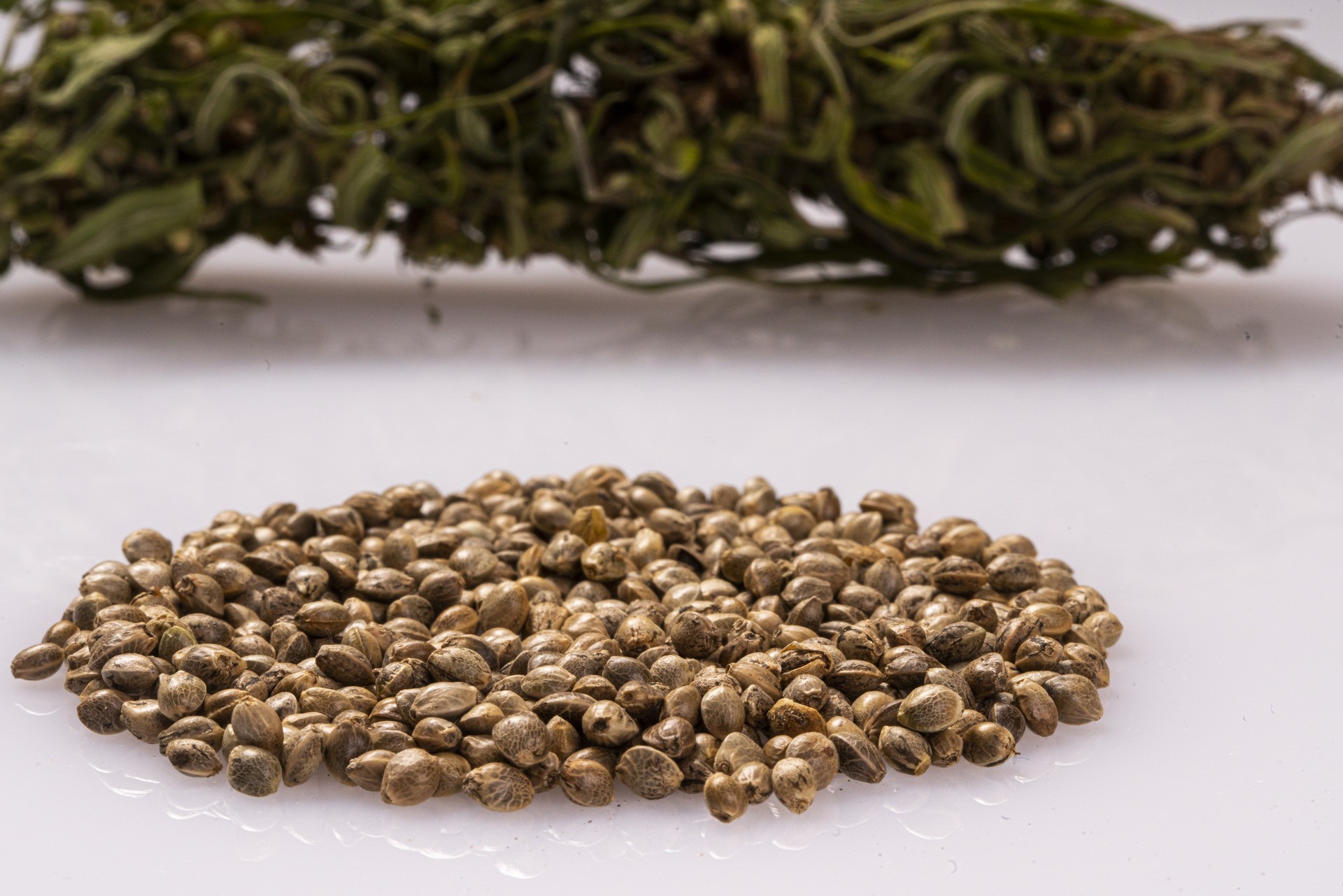 kendermag-hatterben-termozona_resize